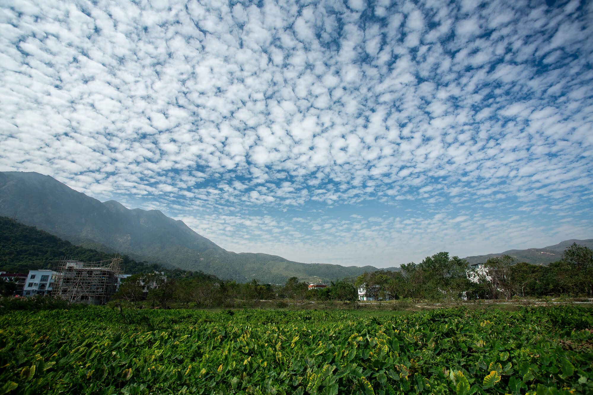 鱗片般美麗的高積雲，攝於梅窩