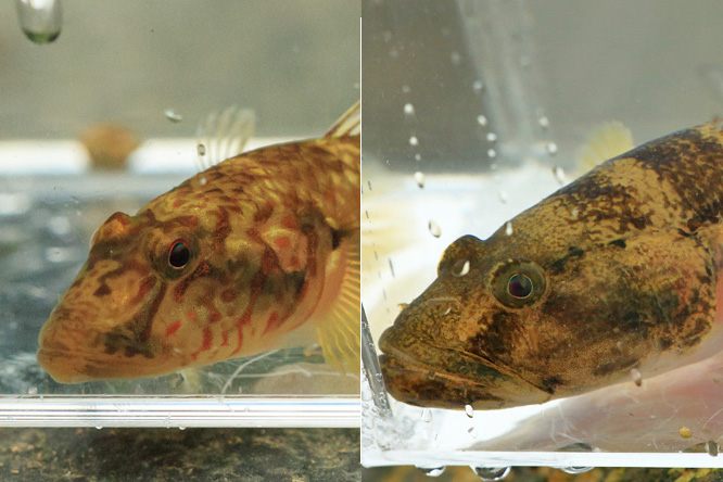 子陵吻鰕虎魚（左）；舌鰕虎魚（右）