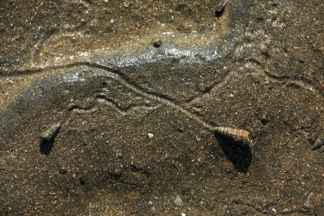亞洲小塔螺在灘上爬行留下痕跡