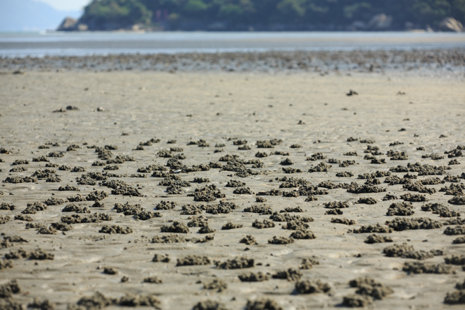 找不到波子蟹（和尚蟹），只發現灘上一堆堆螃蟹過濾泥土進食後留下的擬糞