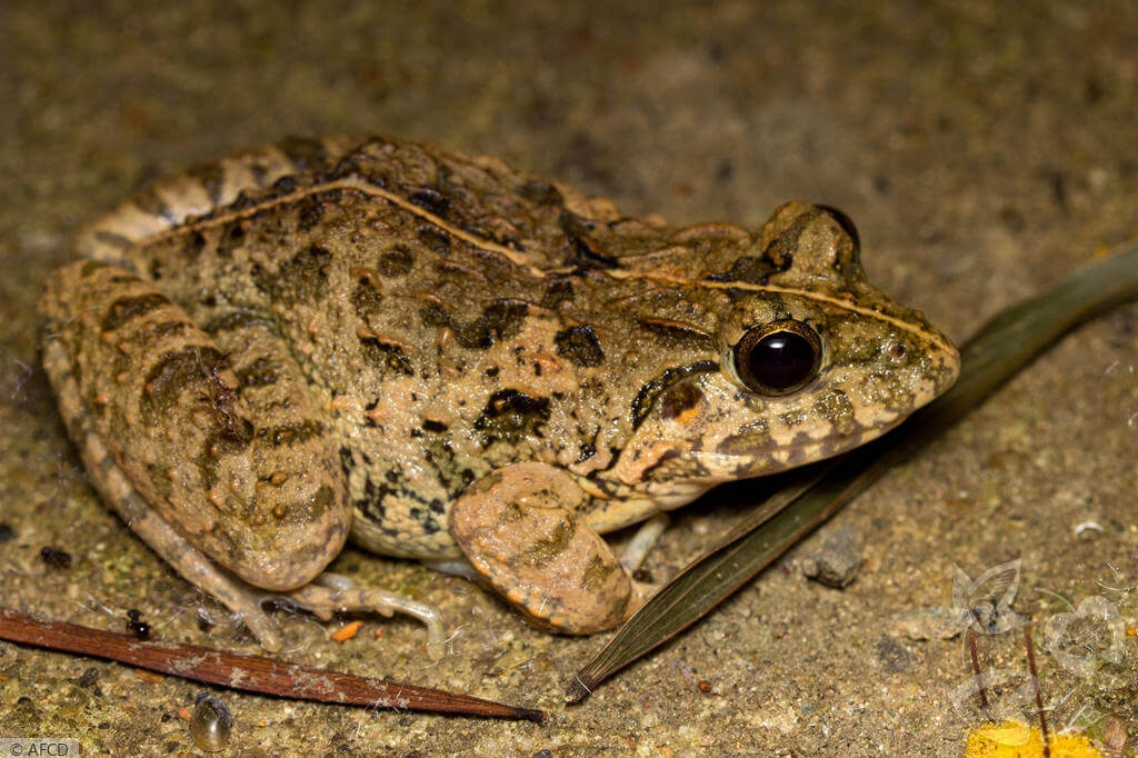 澤蛙的體色以棕綠色為主，唇上有黑紋
