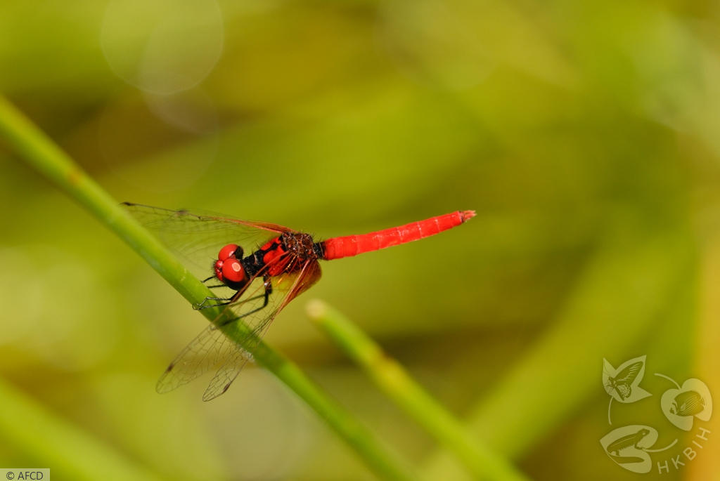 侏紅小蜻喜歡在沼澤和池塘邊出沒