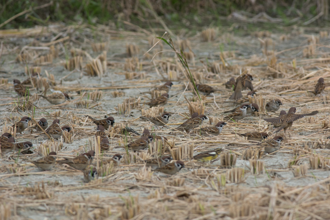 樹麻雀在已收割的稻田上聯群覓食
