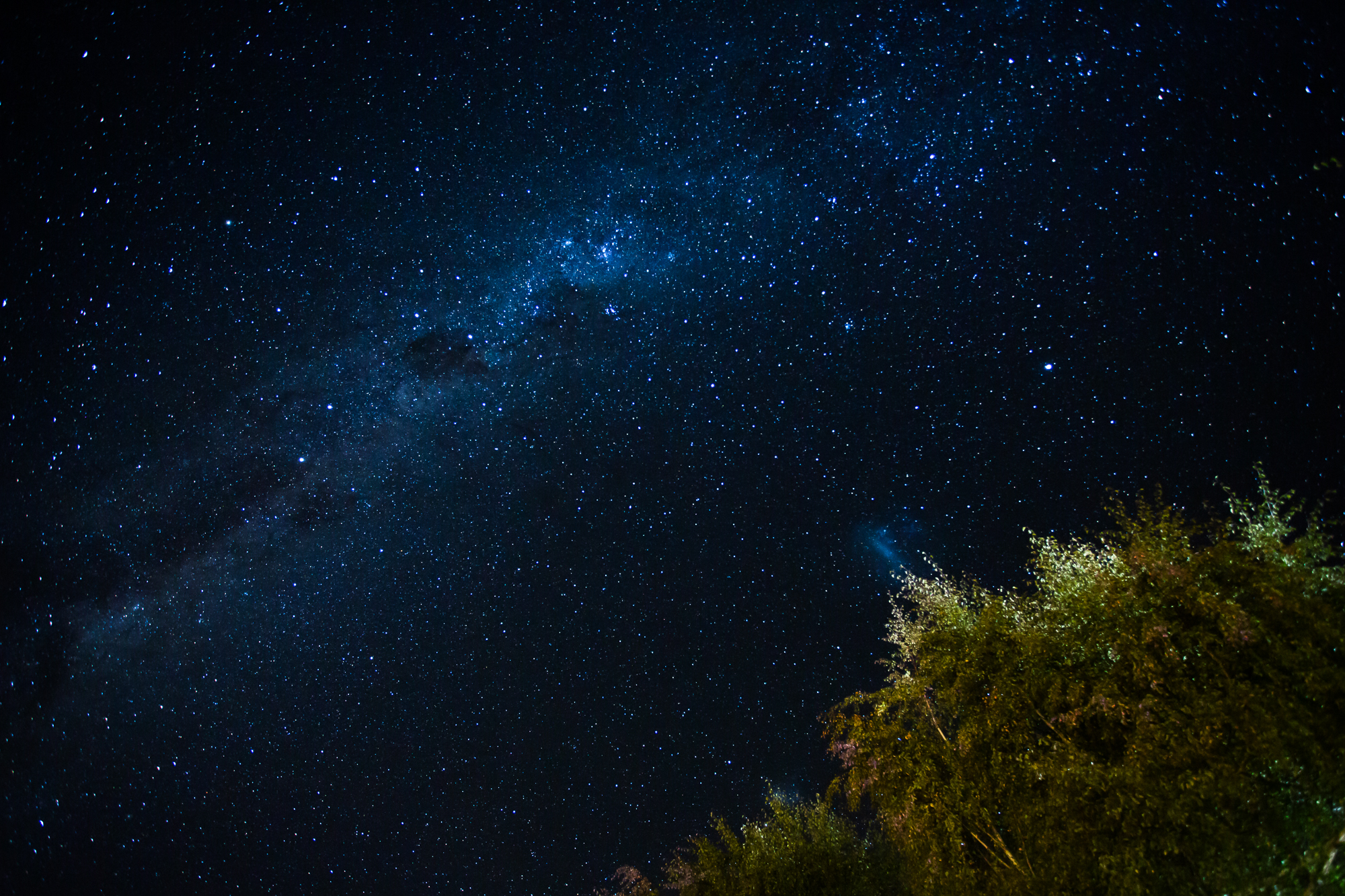 樹梢間的星空