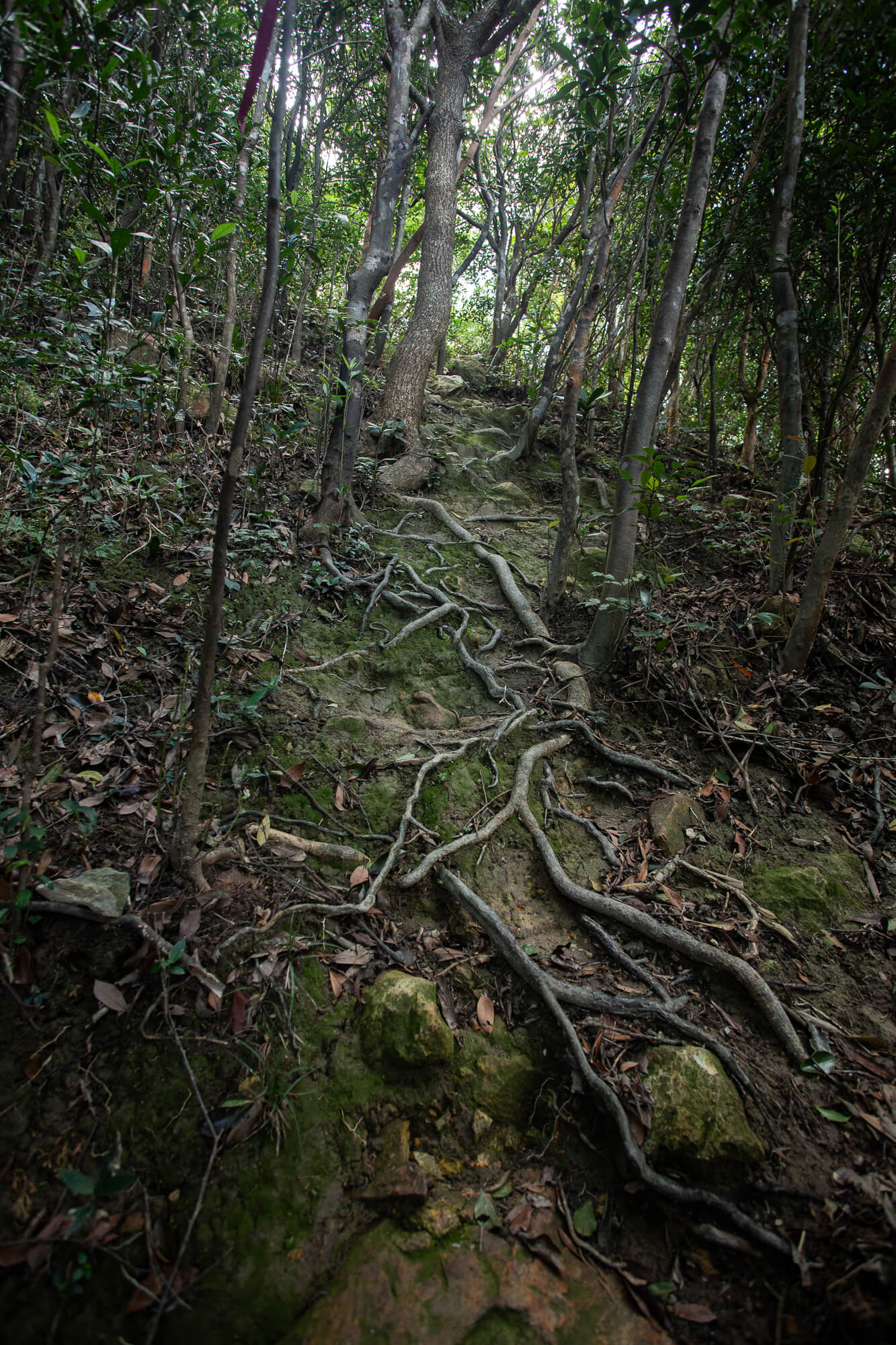 山路頗為濕滑