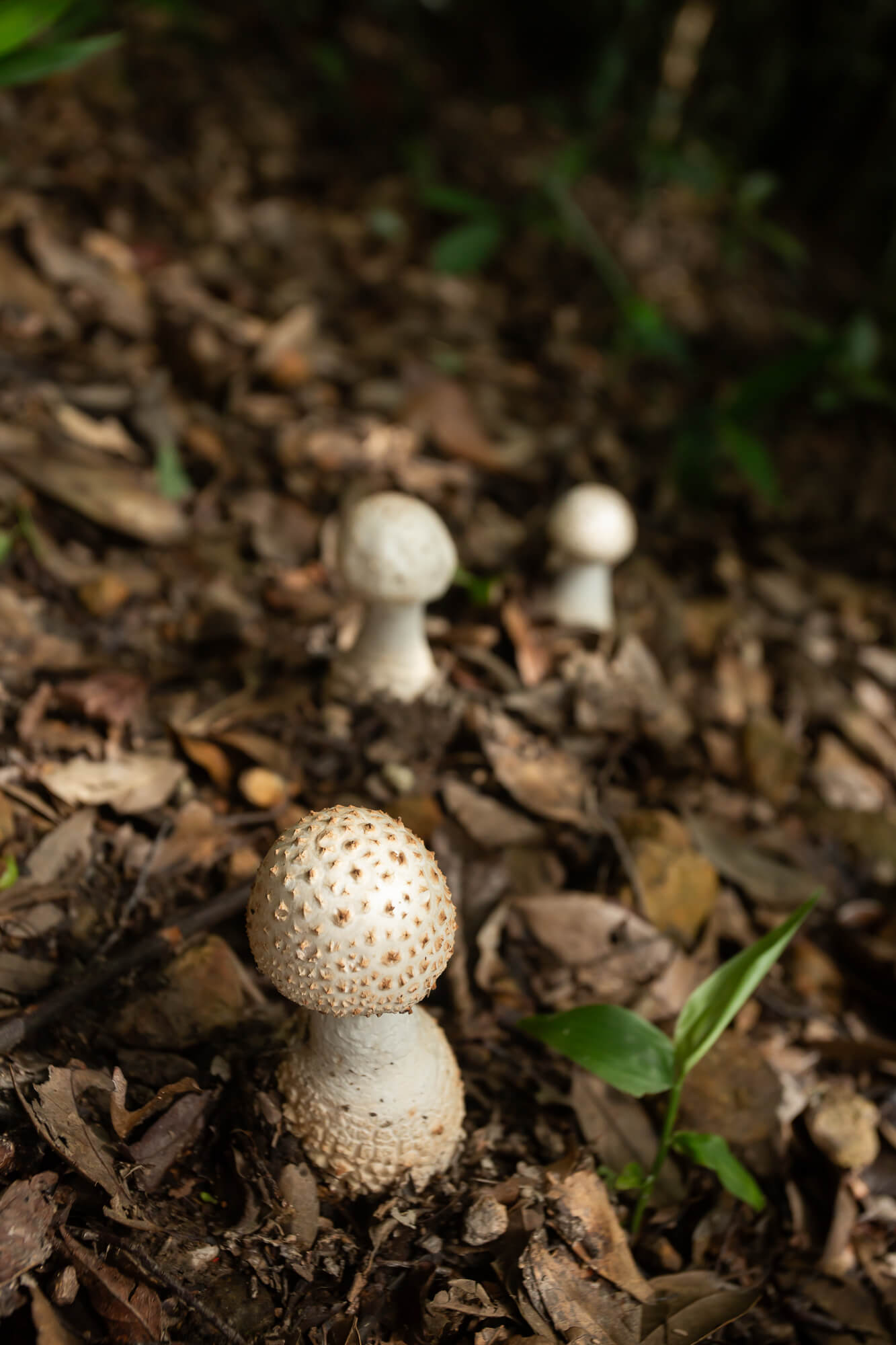 鵝膏菌