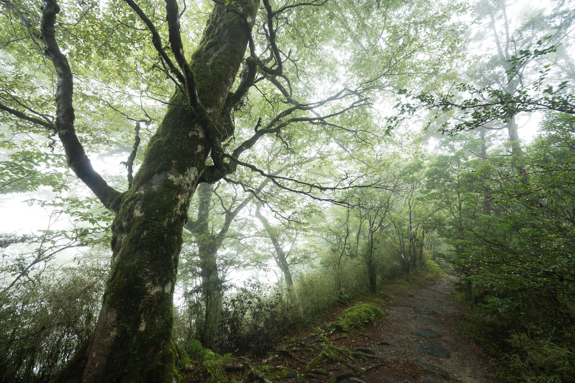 霧下雨下的山毛櫸林