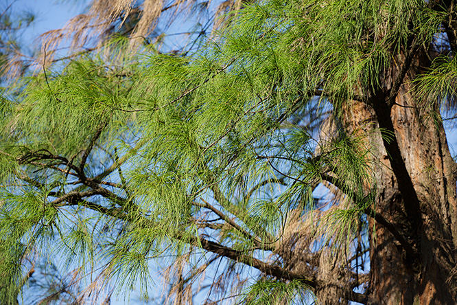 雖然木麻黃別稱牛尾松（英文名稱又叫Horsetail Tree），卻非松科植物，而是屬木麻黃科；臨風搖曳的亦不是松樹的針狀葉，而是具節的小枝