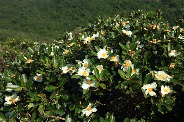 大頭茶的花呈白色，花冠寬大，花中心有鮮黃色的雄蕊