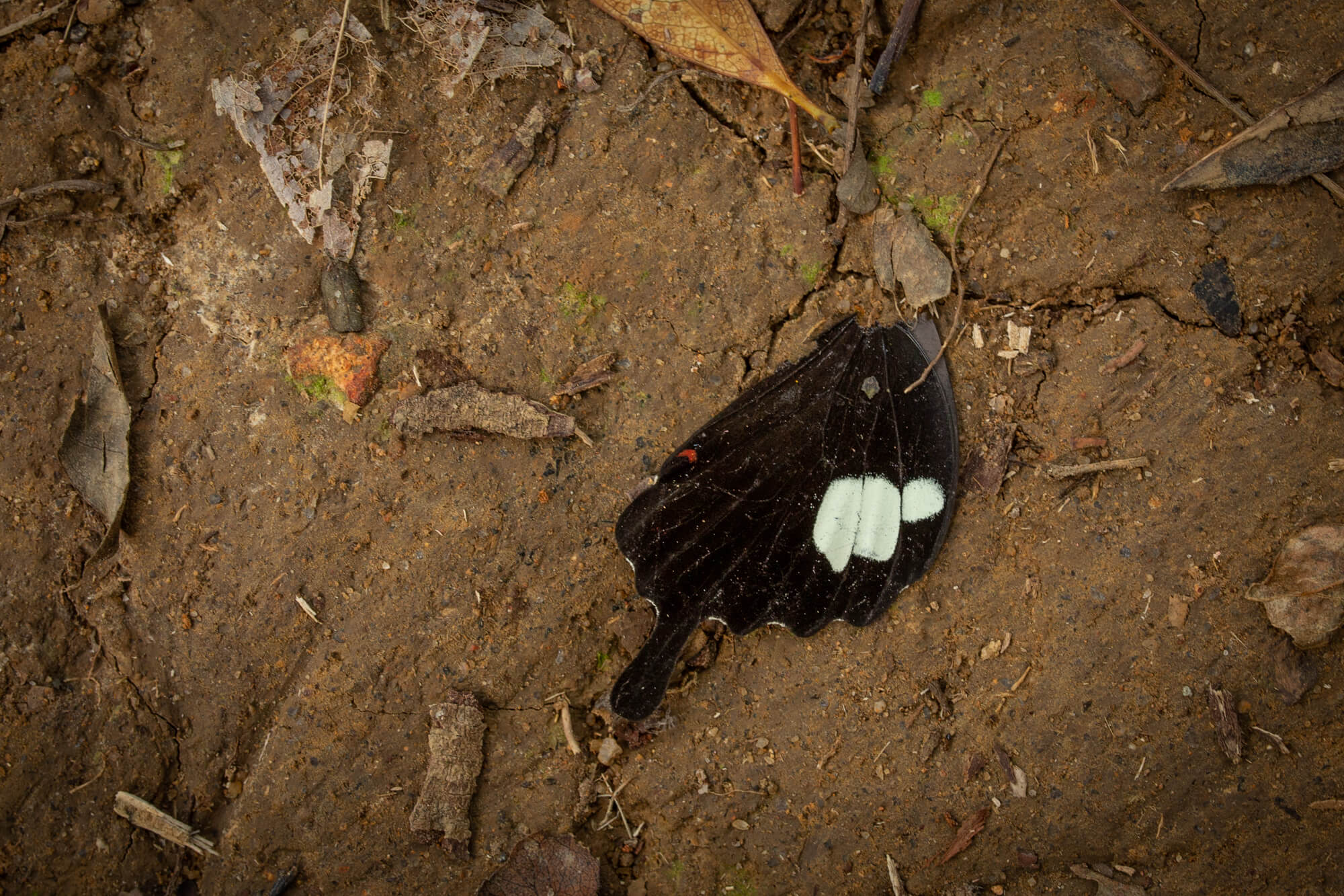 玉斑鳳蝶的翅膀