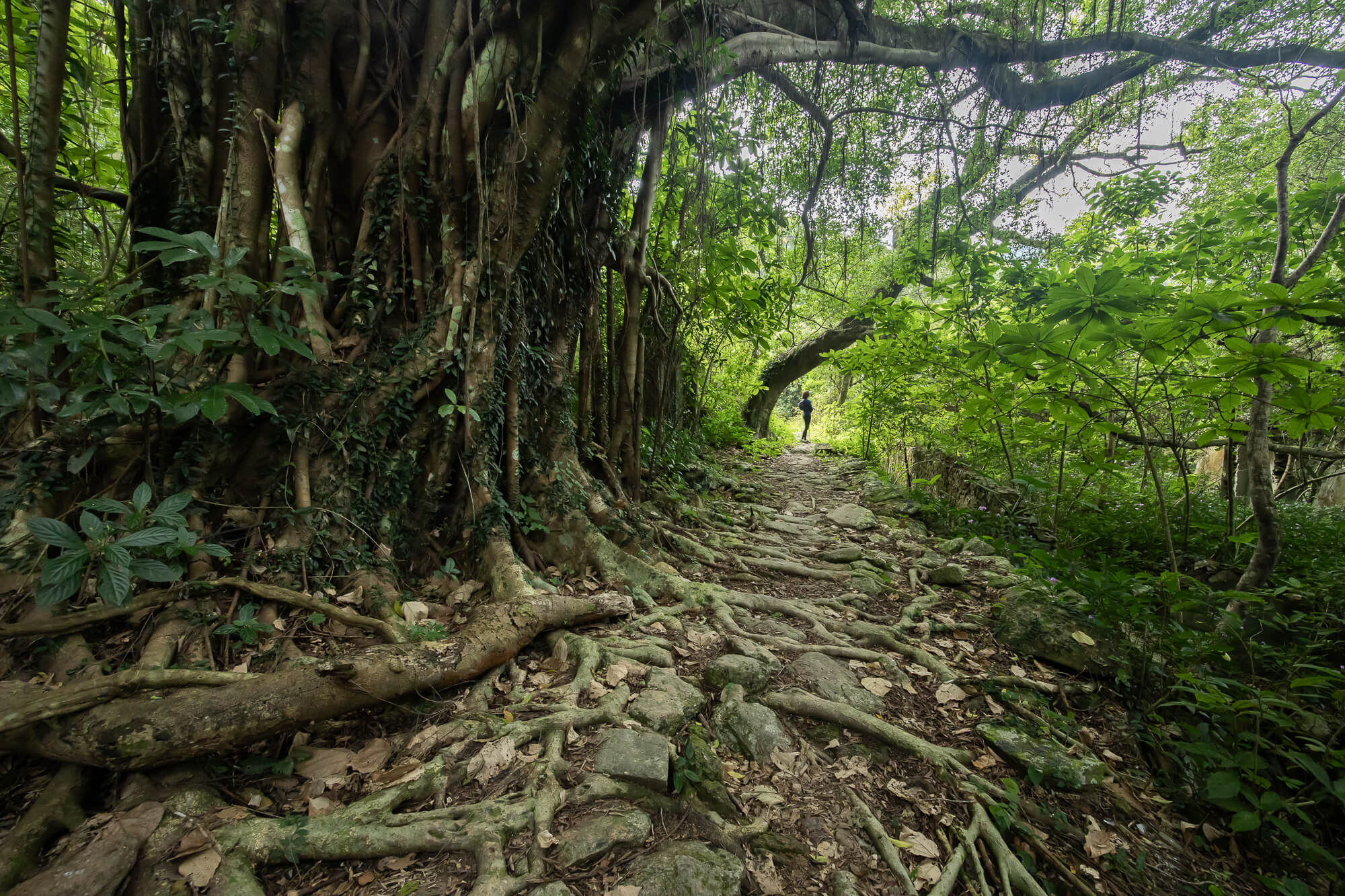 古道與老樹